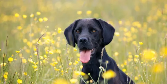 Full Equitable Relief Precluded by Franchisor’s Unclean Hands